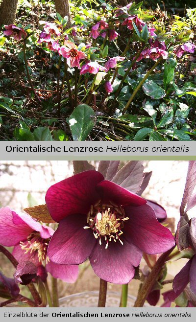 Die Gartenfreundin Pflanze der Woche