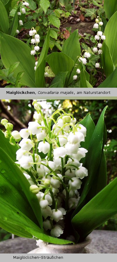Die Gartenfreundin Pflanze der Woche